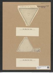 Triceratium exornatum var. robustum Witt. (de-Toni-Nr.: Genus 140, Species 3774) Zeichnungen Sammlung Grunow Nr. 7289 (NHMW-BOT-W0376311)